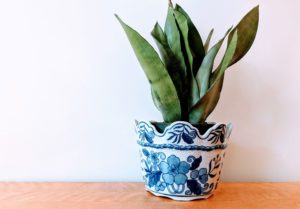 Sansevière Moonshine